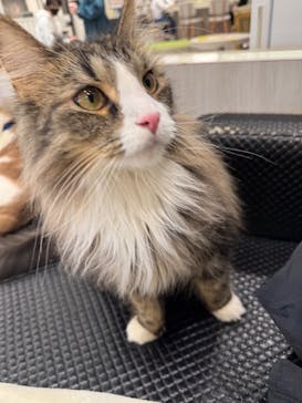 猫カフェモカ　アルシェ大宮店に投稿された画像（2026/1/13）