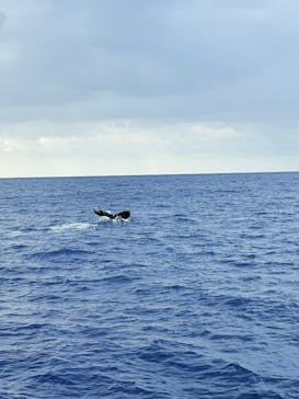 セルリアンブルーに投稿された画像（2026/1/13）