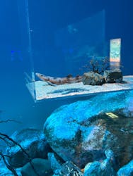 アクアワールド茨城県大洗水族館に投稿された画像（2026/1/13）