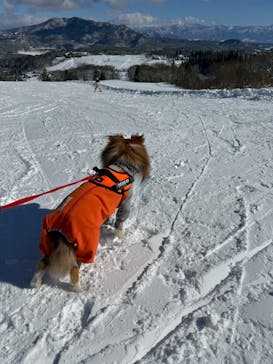 黒姫高原スノーパーク・KUROHIME GREEN GARDENに投稿された画像（2026/1/13）