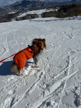 黒姫高原スノーパーク・KUROHIME GREEN GARDENに投稿された画像（2026/1/13）