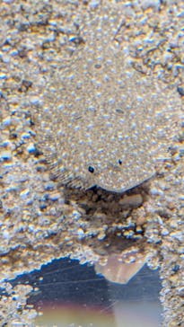 NIFREL（ニフレル）に投稿された画像（2026/1/13）