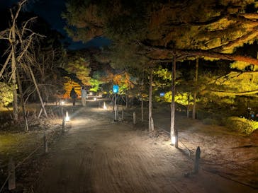 NAKEDヨルマイリ 2025-26 平安神宮に投稿された画像（2026/1/13）