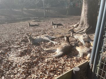 こども動物自然公園（埼玉県公園緑地協会）に投稿された画像（2026/1/13）