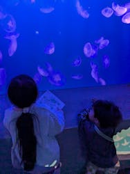 新江ノ島水族館に投稿された画像（2026/1/14）