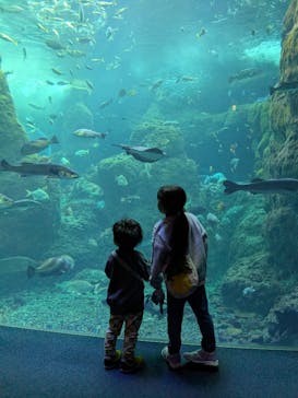 新江ノ島水族館に投稿された画像（2026/1/14）