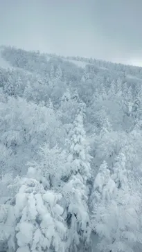 蔵王ロープウェイに投稿された画像（2026/1/14）