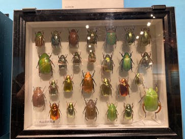 特別展「昆虫MANIAC」（名古屋会場）に投稿された画像（2026/1/14）