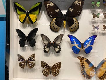 特別展「昆虫MANIAC」（名古屋会場）に投稿された画像（2026/1/14）