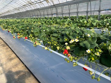 森ファームに投稿された画像（2026/1/14）