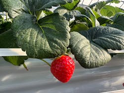 森ファームに投稿された画像（2026/1/14）