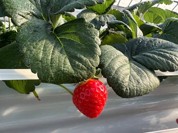 森ファームに投稿された画像（2026/1/14）