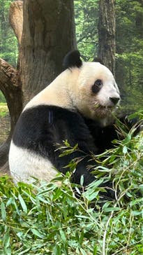 恩賜上野動物園に投稿された画像（2026/1/14）