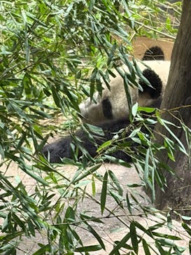 恩賜上野動物園に投稿された画像（2026/1/14）