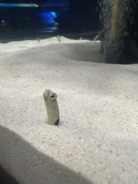 シン・マリホ水族館に投稿された画像（2026/1/14）