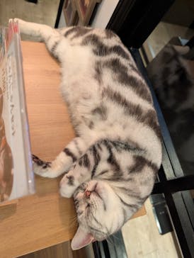 猫カフェモカ　池袋東口店に投稿された画像（2026/1/14）