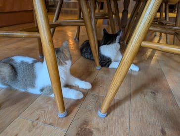 猫カフェモカ　池袋東口店に投稿された画像（2026/1/14）