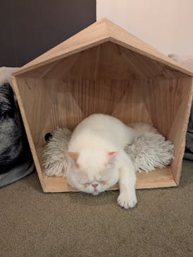 猫カフェモカ　池袋東口店に投稿された画像（2026/1/14）