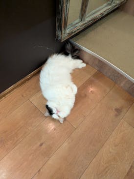 猫カフェモカ　池袋東口店に投稿された画像（2026/1/14）