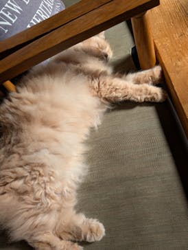 猫カフェモカ　池袋東口店に投稿された画像（2026/1/14）