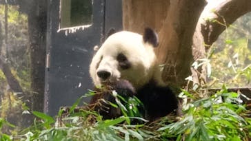 恩賜上野動物園に投稿された画像（2026/1/14）