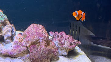 横浜開運水族館 フォーチュンアクアリウムに投稿された画像（2026/1/14）