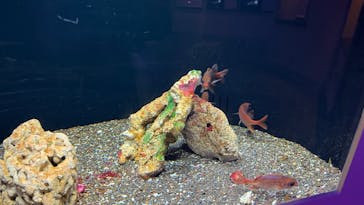 横浜開運水族館 フォーチュンアクアリウムに投稿された画像（2026/1/14）