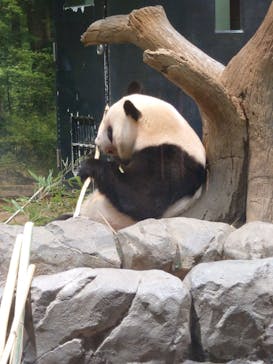 恩賜上野動物園に投稿された画像（2026/1/14）
