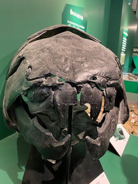 特別展「大絶滅展―生命史のビッグファイブ」に投稿された画像（2026/1/14）