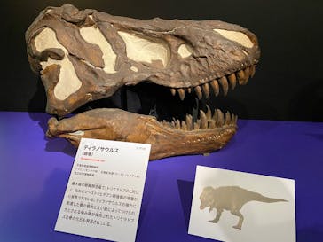 特別展「大絶滅展―生命史のビッグファイブ」に投稿された画像（2026/1/14）