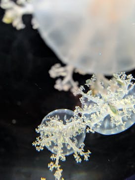 新江ノ島水族館に投稿された画像（2026/1/14）