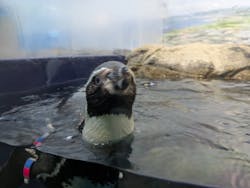 新江ノ島水族館に投稿された画像（2026/1/14）