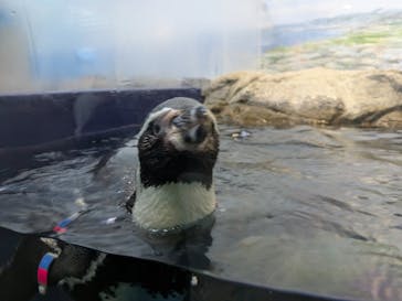 新江ノ島水族館に投稿された画像（2026/1/14）