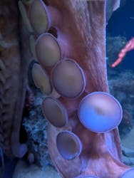 新江ノ島水族館に投稿された画像（2026/1/14）