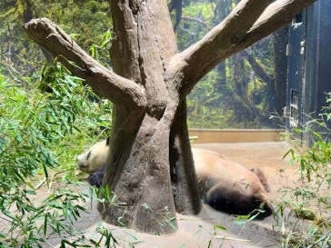 恩賜上野動物園に投稿された画像（2026/1/14）