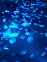 すみだ水族館に投稿された画像（2026/1/14）