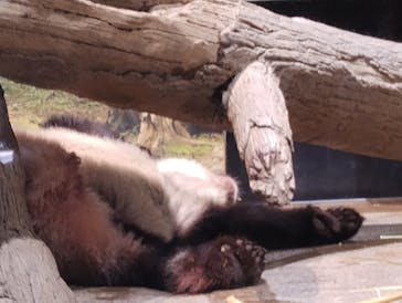 恩賜上野動物園に投稿された画像（2026/1/14）
