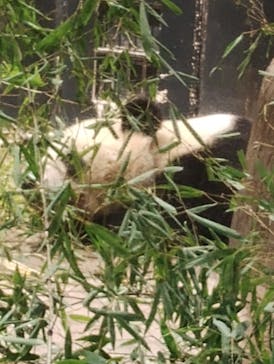 恩賜上野動物園に投稿された画像（2026/1/14）