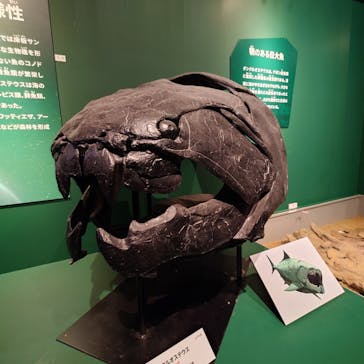 特別展「大絶滅展―生命史のビッグファイブ」に投稿された画像（2026/1/14）