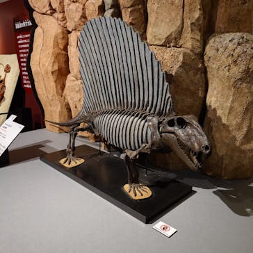 特別展「大絶滅展―生命史のビッグファイブ」に投稿された画像（2026/1/14）