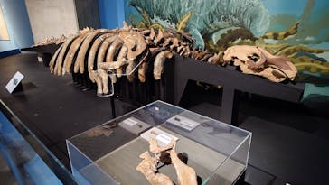 特別展「大絶滅展―生命史のビッグファイブ」に投稿された画像（2026/1/14）