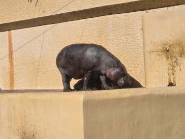恩賜上野動物園に投稿された画像（2026/1/14）