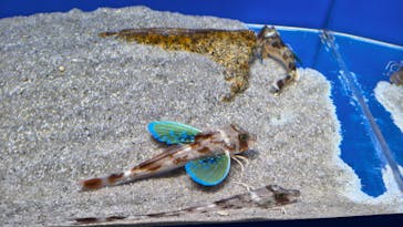 シン・マリホ水族館に投稿された画像（2026/1/14）