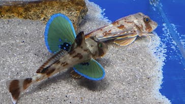 シン・マリホ水族館に投稿された画像（2026/1/14）