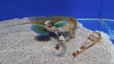 シン・マリホ水族館に投稿された画像（2026/1/14）