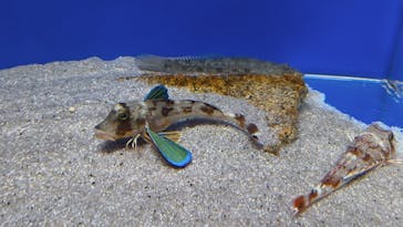 シン・マリホ水族館に投稿された画像（2026/1/14）