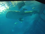 沖縄美ら海水族館に投稿された画像（2026/1/14）