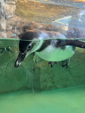 しながわ水族館に投稿された画像（2026/1/14）