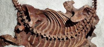 特別展「大絶滅展―生命史のビッグファイブ」に投稿された画像（2026/1/14）