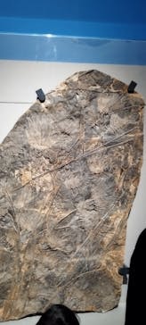 特別展「大絶滅展―生命史のビッグファイブ」に投稿された画像（2026/1/14）